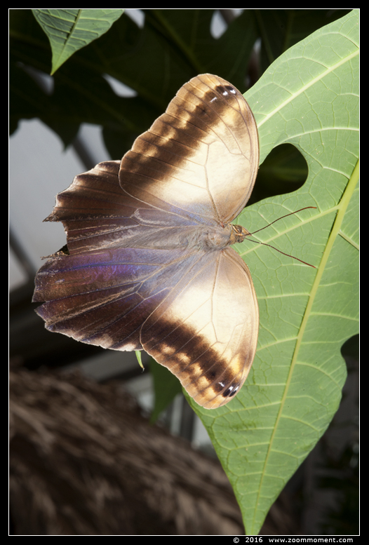 uilvlinder ( Caligo teucer )  teucer owl butterfly
Keywords: Vlindertuin Klein Costa Rica Someren uilvlinder  Caligo teucer  teucer owl butterfly