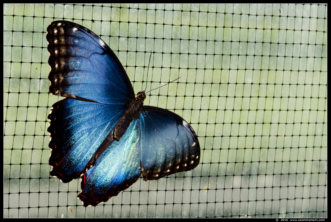 blauwe morpho ( Morpho peleides ) blue morpho
Trefwoorden: Vlindertuin Klein Costa Rica Someren blauwe morpho  Morpho peleides blue morpho