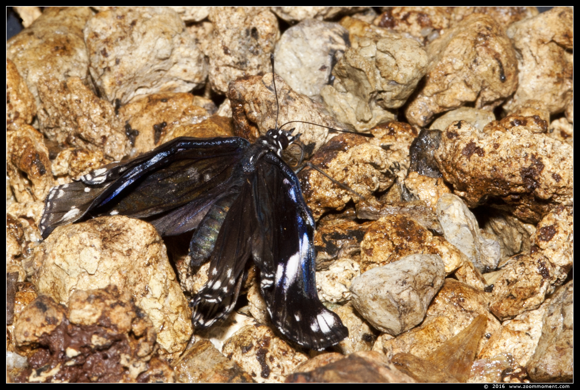 geboorte en drogen vlinder birth and drying butterfly
Paraules clau: Vlindertuin Klein Costa Rica Someren geboorte  drogen vlinder birth  drying butterfly