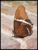_DSC2517_KleinCostaRica_vlinder.jpg