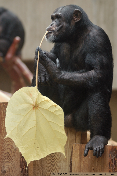 chimpansee  ( Pan troglodytes ) chimpanse chimpanzee
Schlüsselwörter: Krefeld zoo Germany chimpansee  Pan troglodytes chimpanse chimpanzee