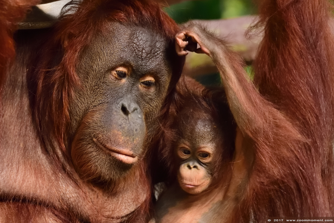 orang oetan  ( Pongo pygmaeus pygmaeus )   Bornean orangutan
Trefwoorden: Krefeld zoo Germany  orang oetan primates primaten mensaap Pongo pygmaeus Borneo orangutan
