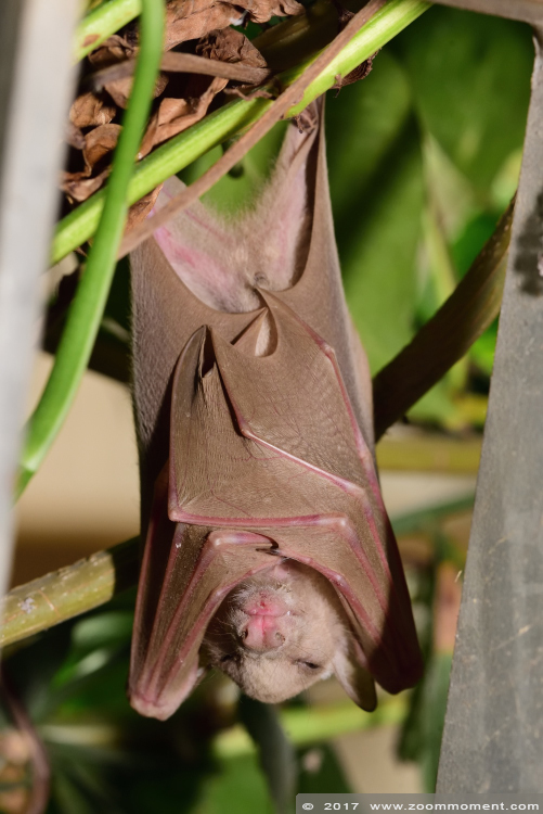 epauletten vliegende hond  ( Epomorhorus gambianus )  Gambian epauletted fruit bat
Trefwoorden: Krefeld zoo Germany  epauletten vliegende hond   Epomorhorus gambianus  Gambian epauletted fruit bat
