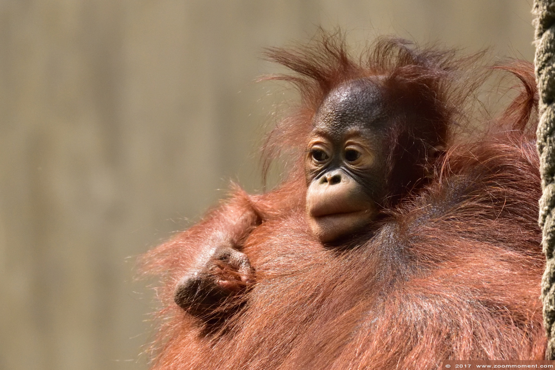 orang oetan  ( Pongo pygmaeus pygmaeus )   Bornean orangutan
Zes maanden oude Suria
Suria is six months old, born Dec 2016
Trefwoorden: Krefeld zoo Germany  orang oetan primates primaten mensaap Pongo pygmaeus Borneo orangutan