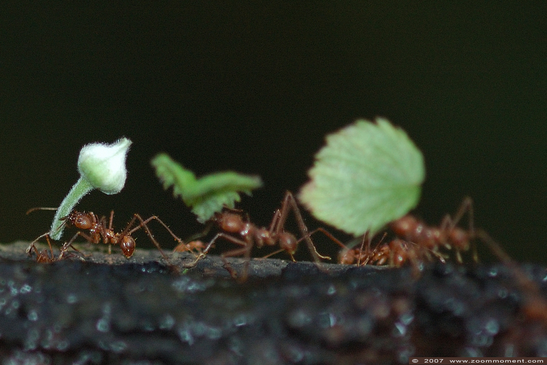 bladsnijmieren ( Atta / Acromyrmex ) leaf cutting ant
Keywords: Krefeld zoo Germany  bladsnijmieren  Atta  Acromyrmex  leaf cutting ant