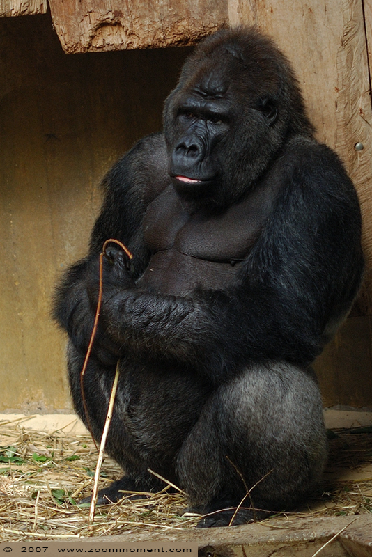Gorilla gorilla
Trefwoorden: Krefeld zoo Germany gorilla