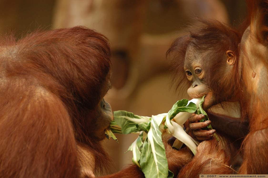 orang oetan  ( Pongo pygmaeus pygmaeus ) Borneo orangutan
Keywords: Krefeld zoo Germany  orang oetan primates primaten mensaap Pongo pygmaeus Borneo orangutan
