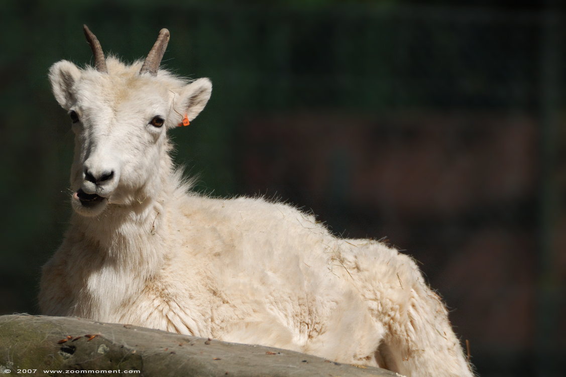 Dall schaap ( Ovis dalli ) snow or Dall sheep
Keywords: Krefeld zoo Germany Dall schaap Ovis dalli  snow  Dall sheep