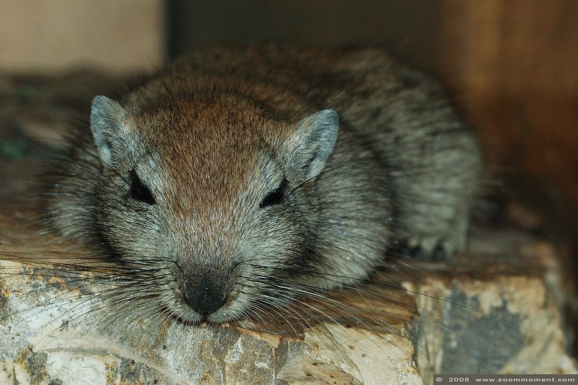 zandrat  ( Psammomys obesus ) fat sand rat
Trefwoorden: Leipzig zoo Germany zandrat Psammomys obesus fat sand rat