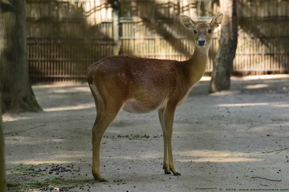 Birmaans lierhert ( Rucervus eldii thamin ) Eld's deer
Trefwoorden: Leipzig zoo Germany Birmaans lierhert Rucervus eldii thamin Eld's deer
