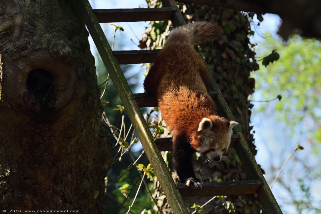 rode of kleine panda ( Ailurus fulgens ) lesser or red panda 
Trefwoorden: Lille France rode kleine panda Ailurus fulgens lesser red panda  