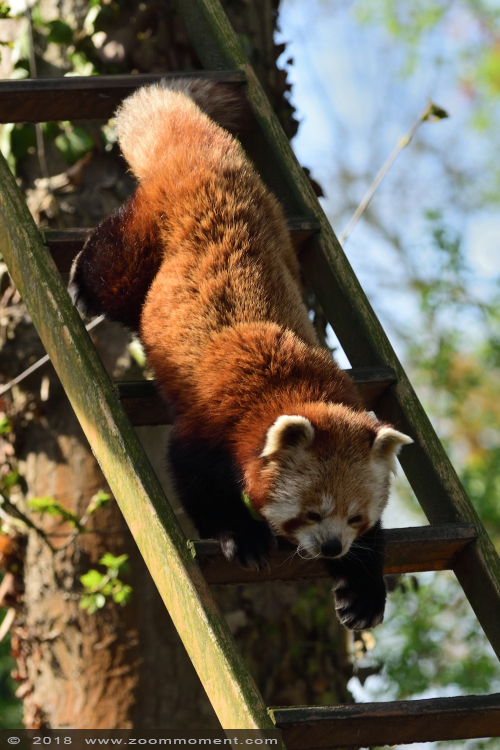 rode of kleine panda ( Ailurus fulgens ) lesser or red panda  
Trefwoorden: Lille France rode kleine panda Ailurus fulgens lesser red panda  