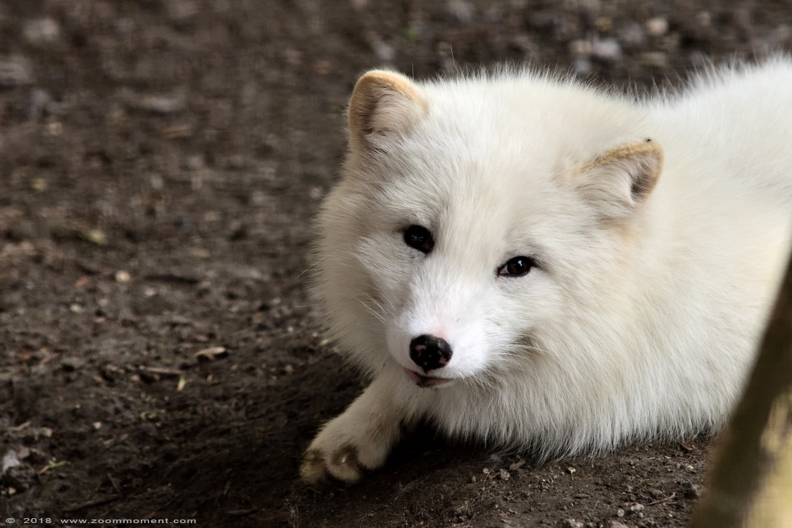 poolvos  ( Vulpes lagopus ) Arctic fox 
Trefwoorden: Lille France poolvos  Vulpes lagopus  Arctic fox