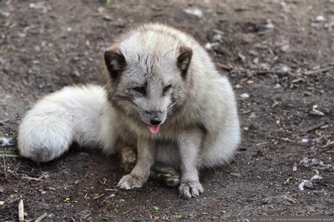 poolvos  ( Vulpes lagopus ) Arctic fox
Trefwoorden: Lille France poolvos  Vulpes lagopus  Arctic fox
