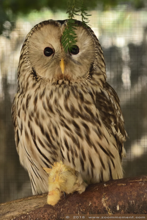 Oeraluil ( Strix uralensis ) Ural owl
Trefwoorden: Lille France Oeraluil  Strix uralensis  Ural owl 