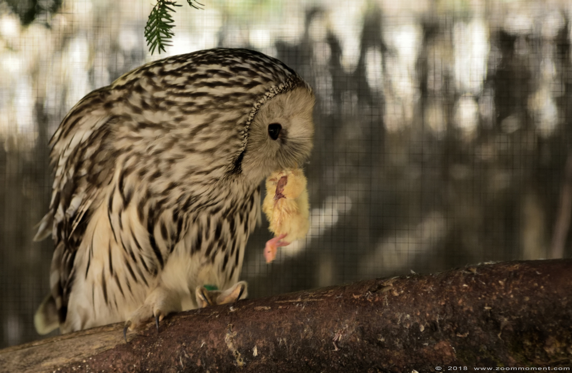 Oeraluil ( Strix uralensis ) Ural owl 
Trefwoorden: Lille France Oeraluil  Strix uralensis  Ural owl 