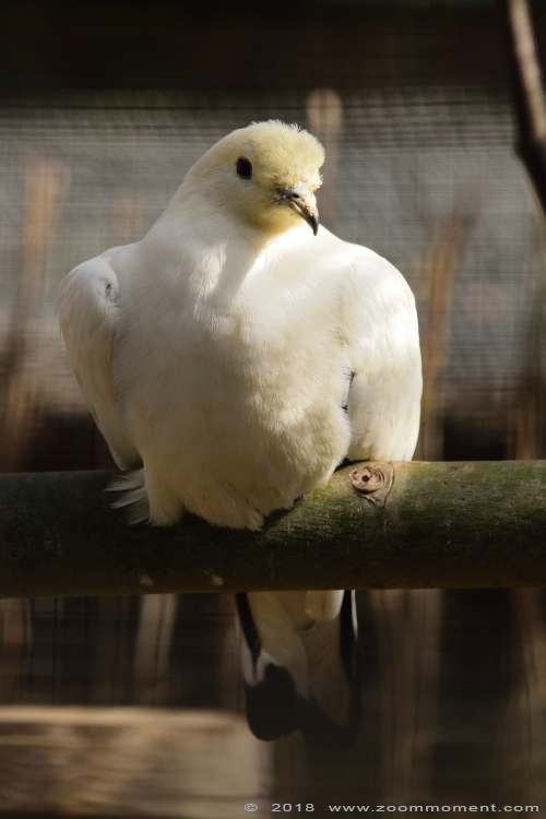bonte muskaatduif ( Ducula bicolor ) pied imperial pigeon
Keywords: Lille France bonte muskaatduif  Ducula bicolor  pied imperial pigeon 