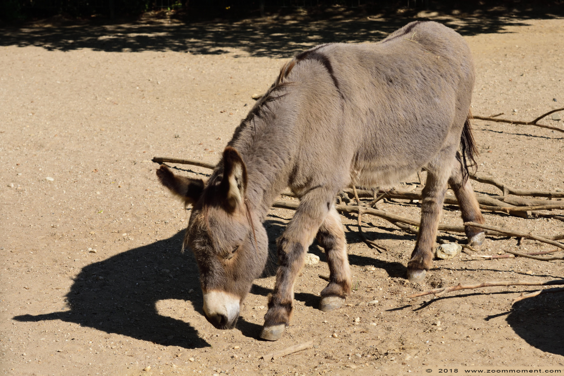 Een ezel die eenhoorn wou zijn -  A donkey who wanted to be an unicorn
Trefwoorden: Tiergarten Mönchengladbach ezel donkey