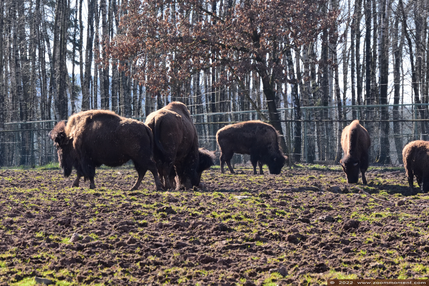 Amerikaanse bizon ( Bison bison bison )  Plains bison or American bison Amerikanische Bison
Palavras chave: Monde Sauvage Belgium Amerikaanse bizon Bison bison bison Plains bison American bison Amerikanische Bison