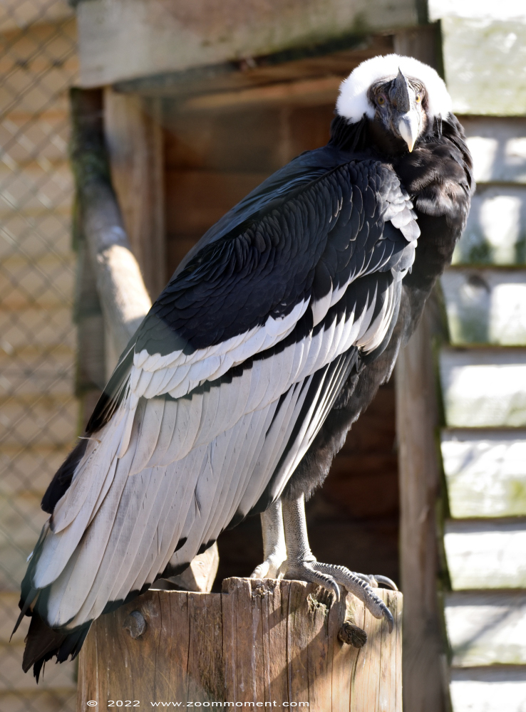 Andescondor ( Vultur gryphus ) Andean condor
Keywords: Monde Sauvage Belgium Andescondor Vultur gryphus Andean condor