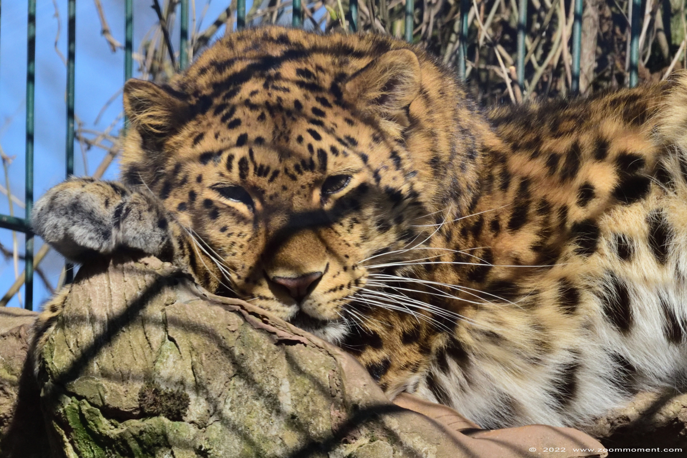 amoerpanter ( Panthera pardus orientalis ) amur leopard
Avainsanat: Monde Sauvage Belgium amoerpanter Panthera pardus orientalis amur leopard