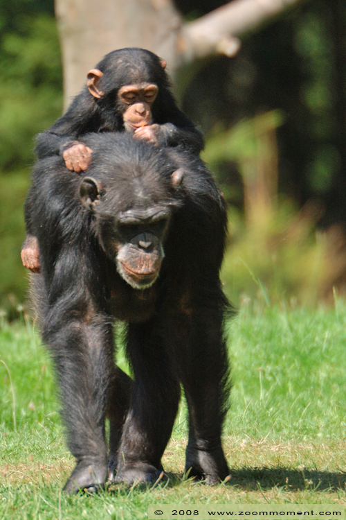 chimpansee ( Pan troglodytes ) chimpanzee
キーワード: Monde Sauvage Belgium chimpansee Pan troglodytes chimpanzee