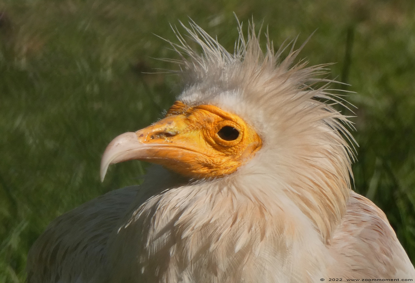 aasgier ( Neophron percnopterus ) Egyptian vulture
الكلمات الإستدلالية(لتسهيل البحث): Monde Sauvage Belgium aasgier Neophron percnopterus Egyptian vulture