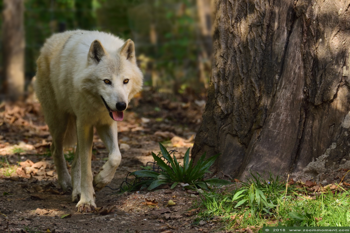 hudson bay wolf  ( Canis lupus hudsonicus ) wolf
Trefwoorden: Mondo Verde   Nederland Netherlands hudson bay wolf Canis lupus hudsonicus 
