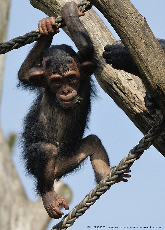chimpansee ( Pan troglodytes ) chimpanzee
关键词: Allwetterzoo Muenster chimpansee  Pan troglodytes chimpanzee