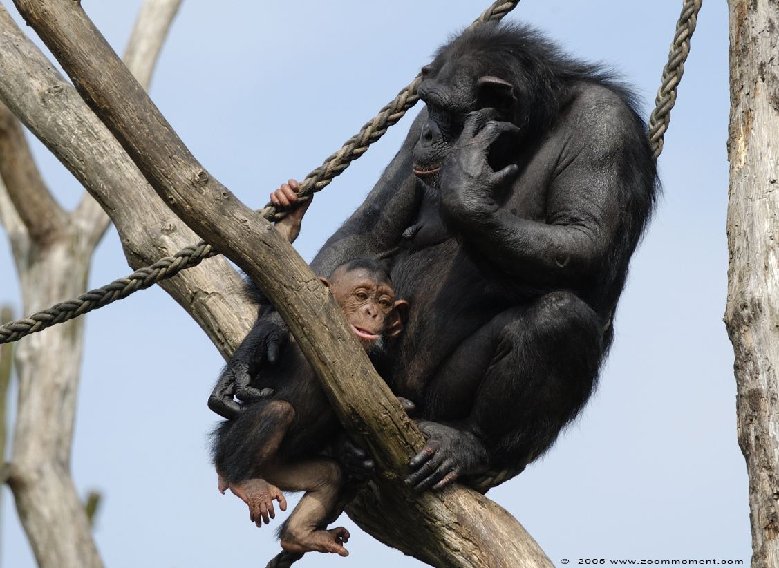 chimpansee ( Pan troglodytes ) chimpanzee
Ključne reči: Allwetterzoo Münster Muenster zoo chimpansee chimpanzee Pan troglodytes Chimpanse