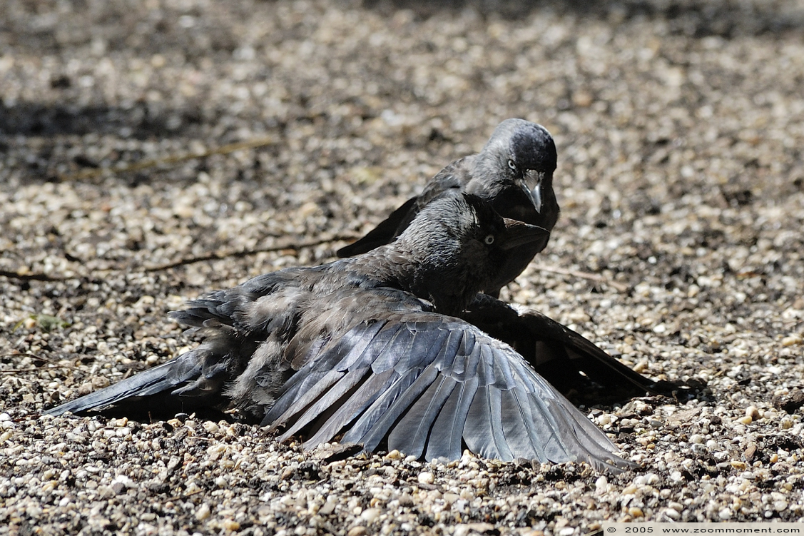 zwarte kraai ( Corvus corone ) carrion crow
Keywords: Allwetterzoo Münster Muenster zoo zwarte kraai Corvus corone carrion crow