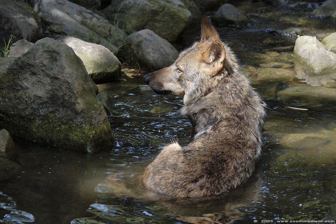 Iberische of Spaanse wolf ( Canis lupus signatus ) Iberian wolf
Keywords: Allwetterzoo Münster Muenster zoo Canis lupus signatus Iberischer wolf spaanse wolf Iberian wolf