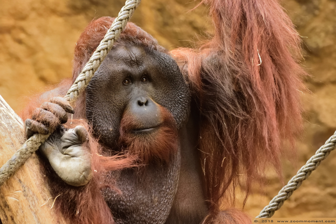 orang oetan ( Pongo pygmaeus ) orangutan
Trefwoorden: Allwetterzoo Münster Muenster zoo orang oetan Pongo pygmaeus  orangutan