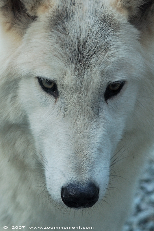 Mackenzie Valley wolf ( Canis lupus occidentalis ) timber wolf
Ključne reči: Mulhouse Frankrijk France zoo Canis lupus occidentalis timber wolf Mackenzie Valley wolf