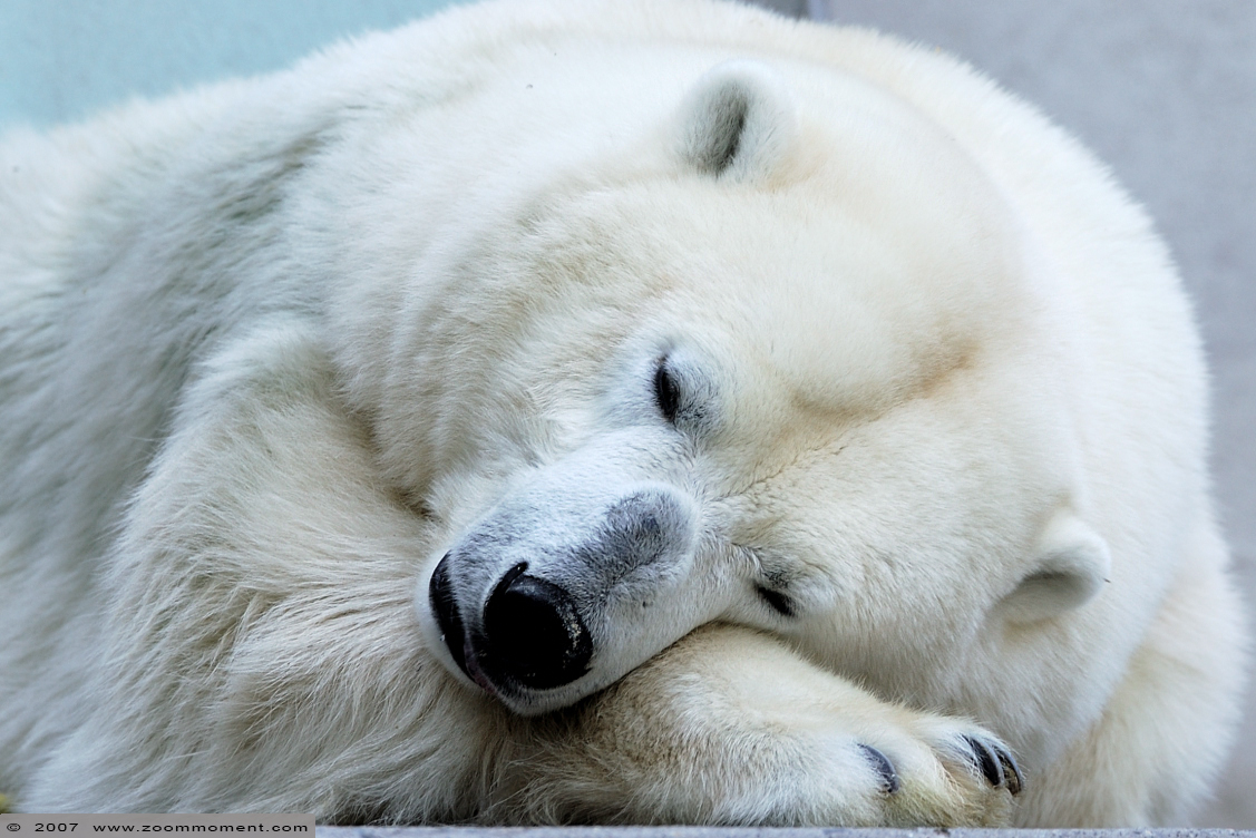 ijsbeer ( Ursus maritimus ) polar bear
الكلمات الإستدلالية(لتسهيل البحث): Mulhouse Frankrijk France zoo ijsbeer polar bear Ursus maritimus