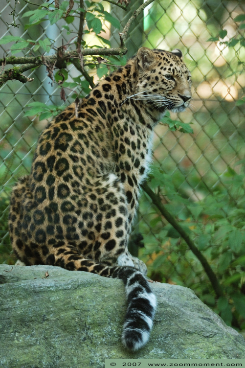 Amoerpanter ( Panthera pardus orientalis ) Amur leopard
Trefwoorden: Mulhouse Frankrijk France zoo amoerluipaard  Panthera pardus orientalis amur leopard amoerpanter