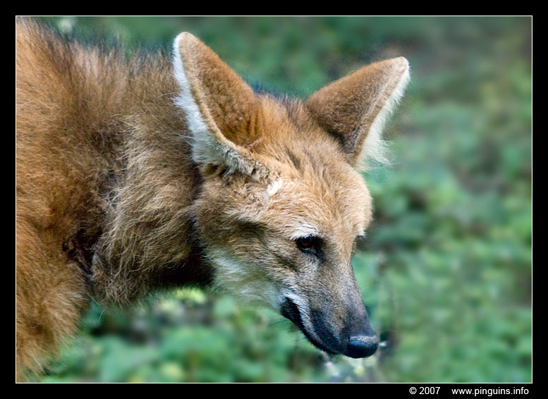 manenwolf ( Chrysocyon brachyurus ) maned wolf Mähnenwolf
Keywords: Mulhouse Frankrijk France zoo manenwolf wolf Chrysocyon brachyurus maned wolf Mähnenwolf