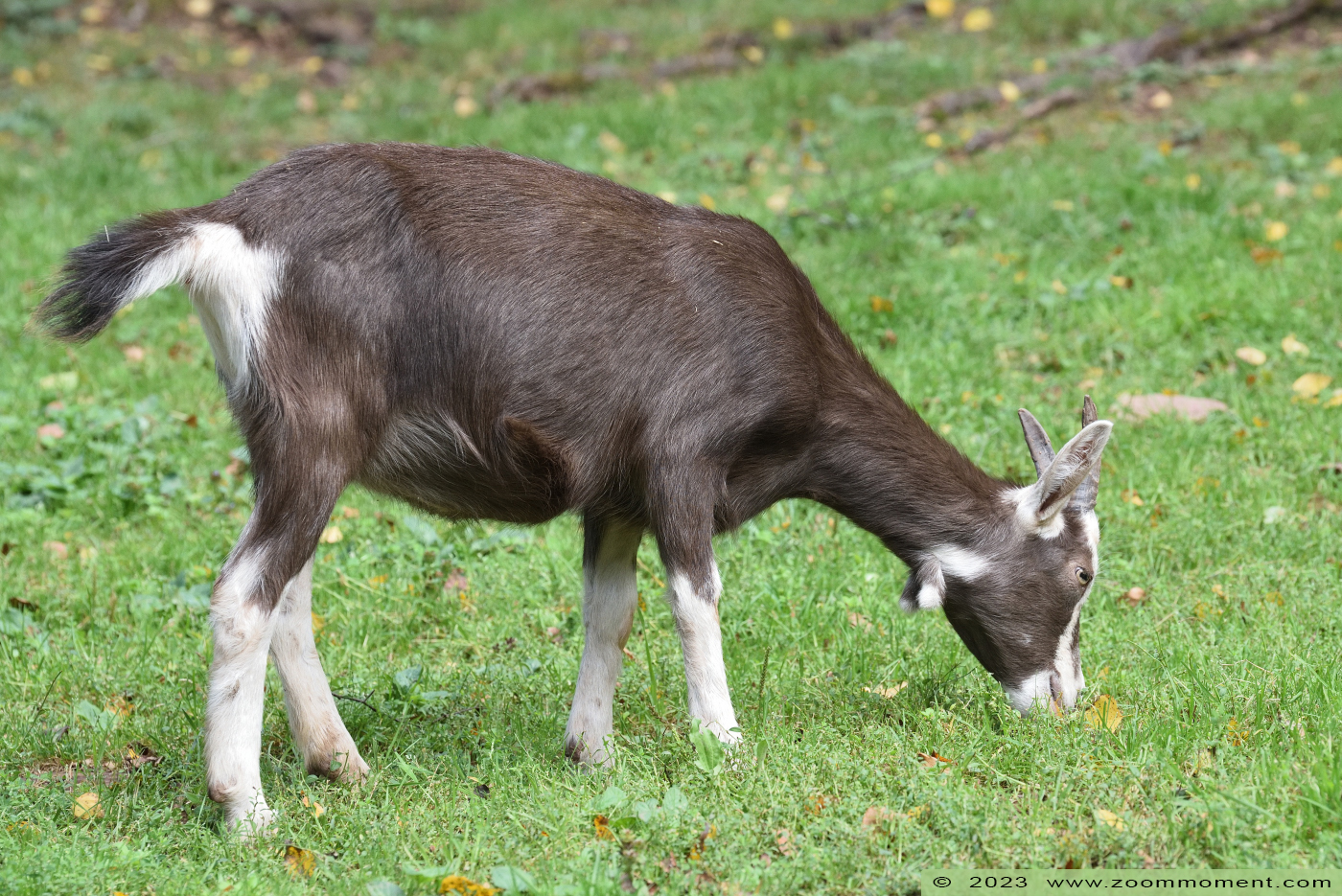Thüringer geit ( Capra aegagrus hircus ) Thuringian goat
Trefwoorden: Neunkircher Zoo Germany Thüringer geit Capra aegagrus hircus Thuringian goat