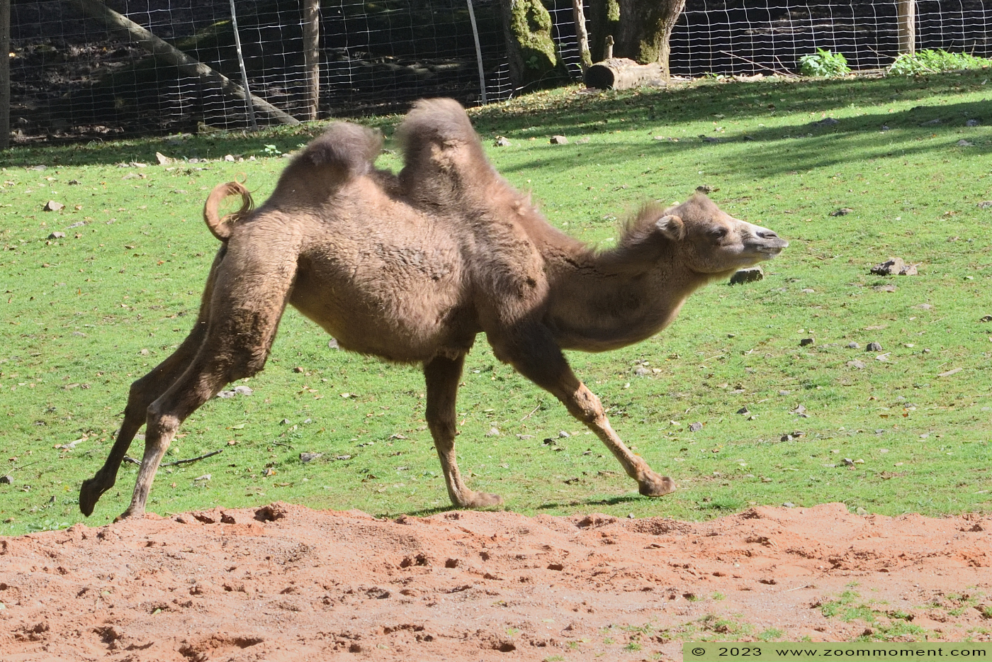 kameel ( Camelus Camelus bactrianus bactrianus ) camel
Paraules clau: Neunkircher Zoo Germany kameel Camelus bactrianus bactrianus camel
