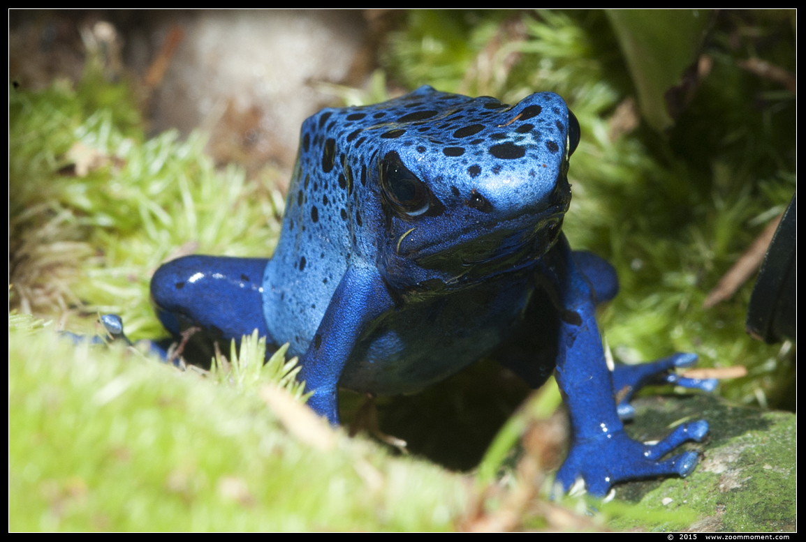 blauwe pijlgifkikker  ( Dendrobates tinctonus azureus ) blue poison dart frog
Ключови думи: Oliemeulen Tilburg zoo blauwe pijlgifkikker Dendrobates tinctonus azureus blue poison dart frog