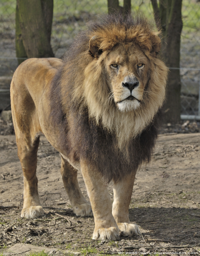 Afrikaanse leeuw  ( Panthera leo )  African lion 
Ключови думи: Olmen zoo Pakawi park Belgie Belgium Afrikaanse leeuw Panthera leo African lion