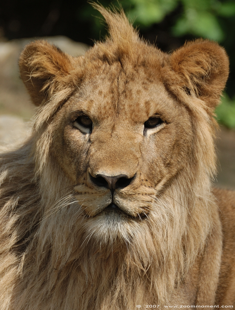 Afrikaanse leeuw  ( Panthera leo )   African lion 
Trefwoorden: Olmen zoo Belgium African lion Afrikaanse leeuw Panthera leo