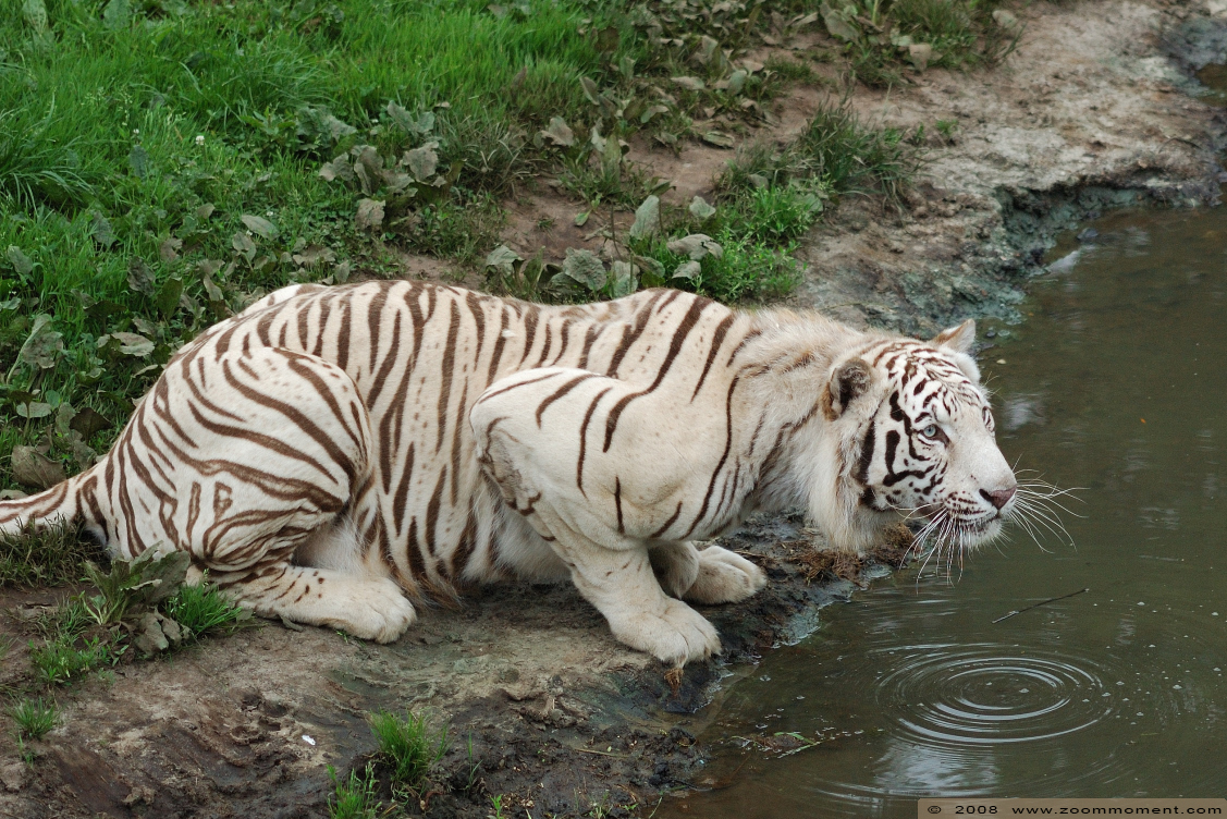 Bengaalse witte tijger ( Panthera tigris tigris ) Bengal white tiger
Trefwoorden: Olmen zoo Belgie Belgium Bengaalse witte tijger Panthera tigris tigris Bengal white tiger