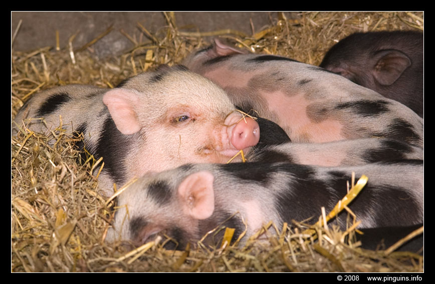 varken   pig
Trefwoorden: Olmen zoo Belgie Belgium varken pig big