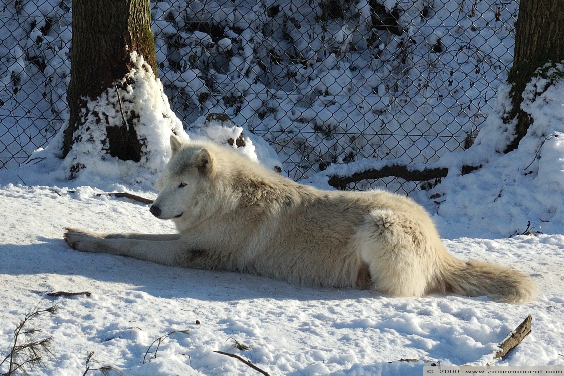 Hudson Bay wolf  ( Canis lupus hudsonicus ) hudson wolf
Keywords: Olmen zoo Pakawi park Belgie Belgium Hudson Bay wolf  Canis lupus hudsonicus hudson wolf