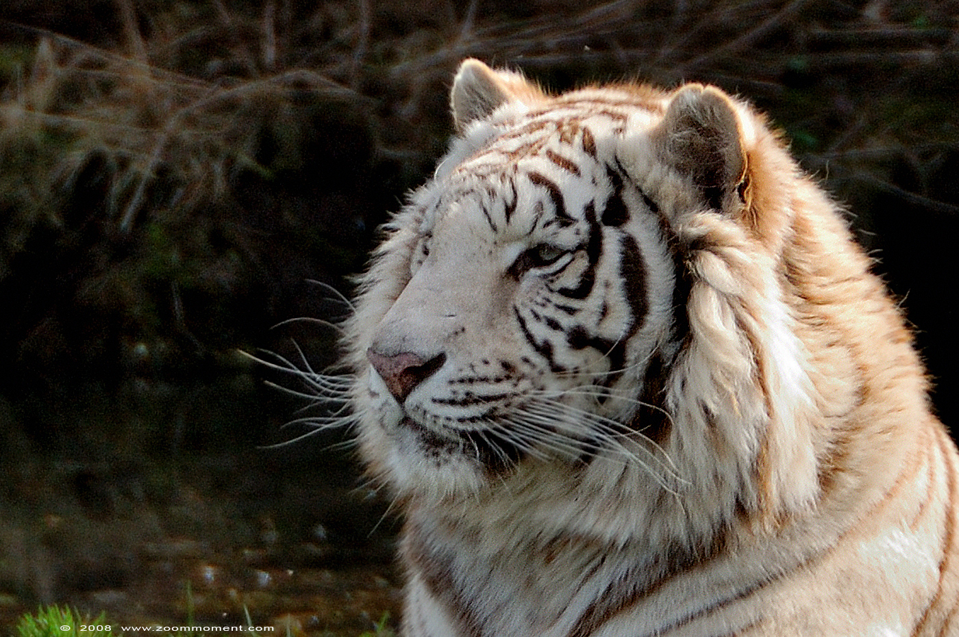Bengaalse witte tijger ( Panthera tigris tigris ) Bengal white tiger
Trefwoorden: Olmen zoo Pakawi park Belgie Belgium Bengaalse witte tijger Panthera tigris tigris Bengal white tiger