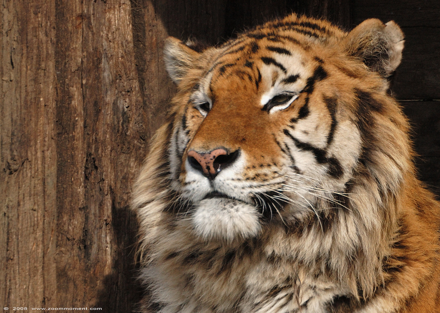Siberische tijger ( Panthera tigris altaica ) Siberian tiger
Keywords: Olmen zoo Belgie Belgium Siberische tijger Panthera tigris altaica Siberian tiger