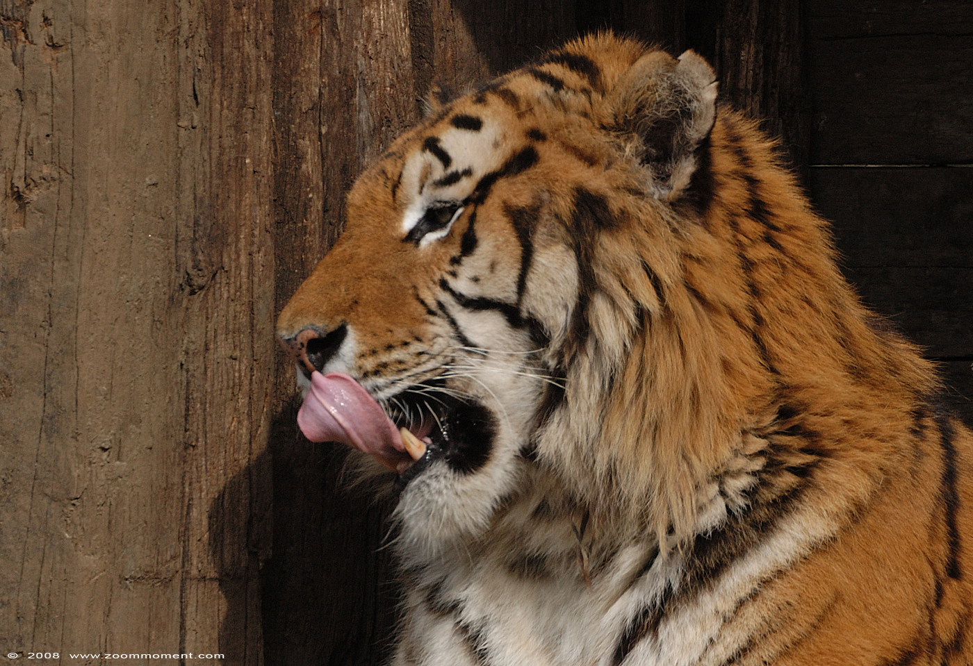 Siberische tijger ( Panthera tigris altaica ) Siberian tiger
Keywords: Olmen zoo Belgie Belgium Siberische tijger Panthera tigris altaica Siberian tiger