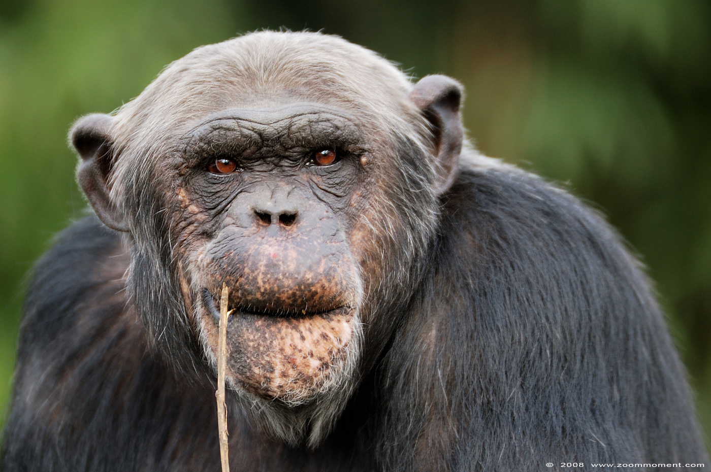 chimpansee  ( Pan troglodytes ) chimpanse chimpanzee
关键词: Olmen zoo Belgium chimpansee Pan troglodytes chimpanzee