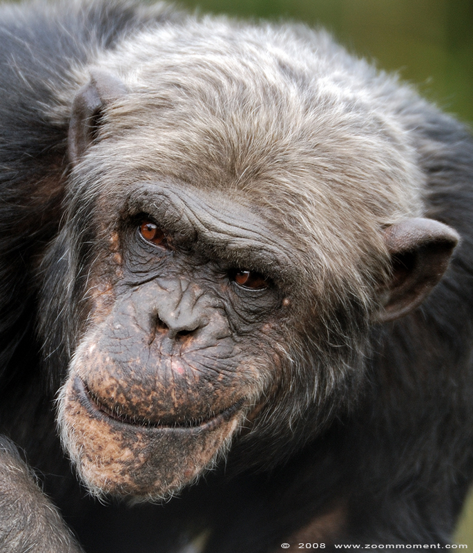 chimpansee  ( Pan troglodytes ) chimpanse chimpanzee
Trefwoorden: Olmen zoo Belgium chimpansee  Pan troglodytes  chimpanzee